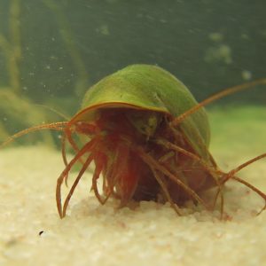 亚利桑那季风过后数百只三眼“恐龙虾”出现