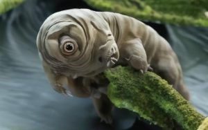 被困在琥珀中的缓步动物是一种前所未见的物种