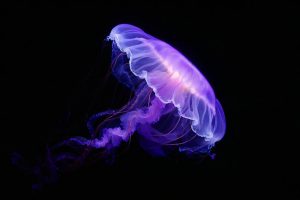 为什么成千上万的刺水母挤在罗德岛海岸？