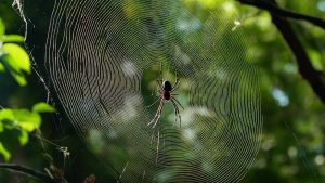 每个蜘蛛网都是独一无二的吗？