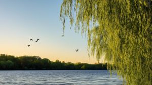 夏至对动物有什么影响？